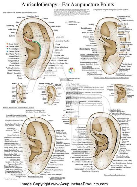 Ear Reflexology Charts Reflexology Ear Chart Tips