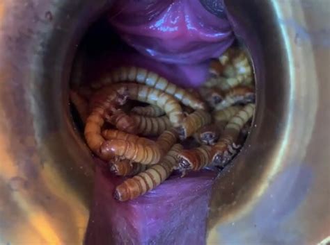 Mealworms In Her Vagina ThisVid