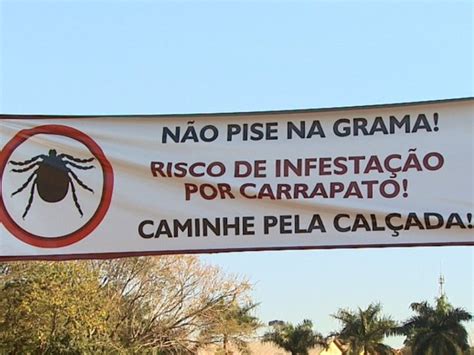 G Infesta O De Carrapatos E Retirada De Capivaras De Lago Causam