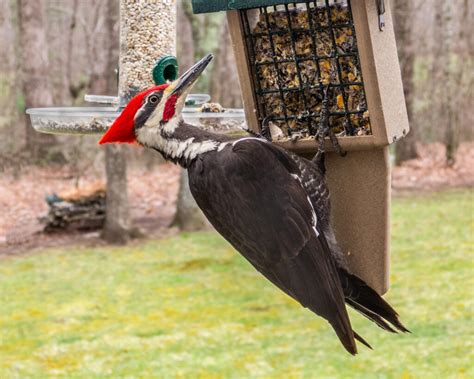 Pileated Woodpecker Feederwatch