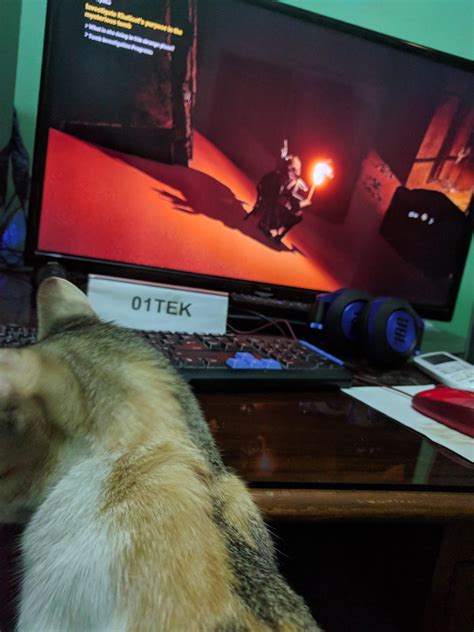 I Found My Cat Playing Games Is This Normal Rpcmasterrace