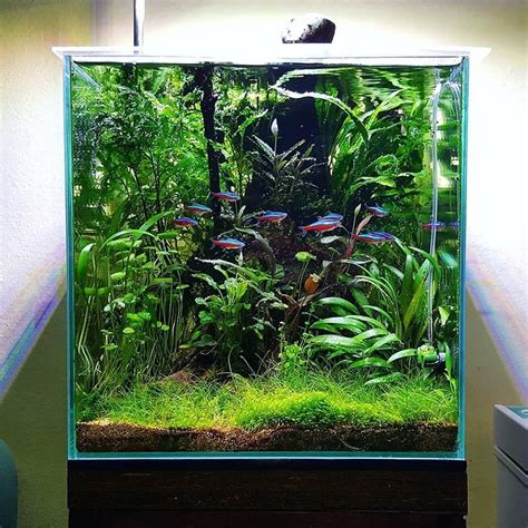 Beautiful Nano Cube Aquascape By Andi Gjata