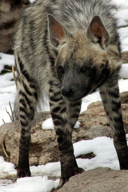 striped hyena on Tumblr