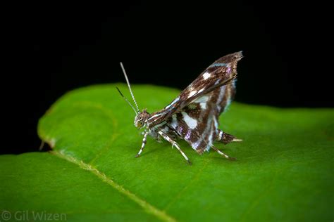 Jumping Spider Mimicry In Brenthia Moths Gil Wizen