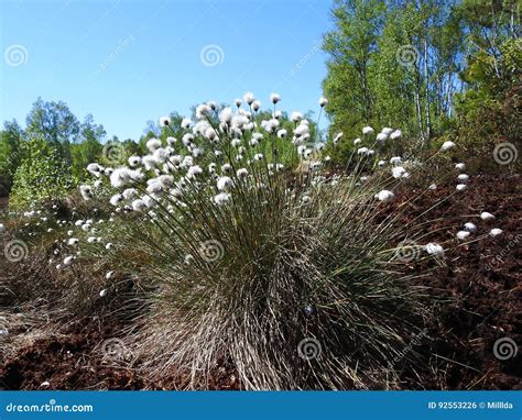 Timothy Plant In Marsh Stock Photo Image Of Wild View 92553226