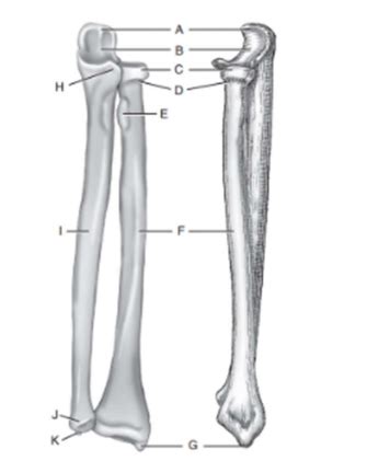 Chapter Upper Extremity Identifying Structures Of The Arm