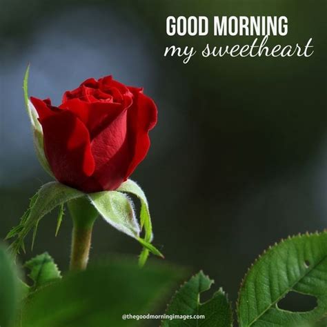 A Single Red Rose With The Words Good Morning My Sweetheart On It S Stem