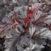 Physocarpus Opulifolius Midnight Buy Plants At Coolplants