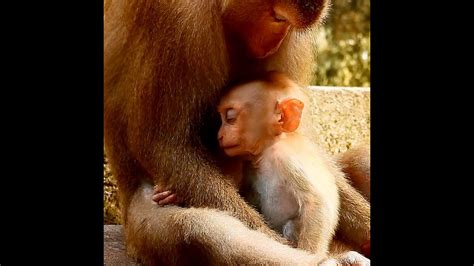 Adorable Baby Monkey Lucie Look So Tired After Milk YouTube