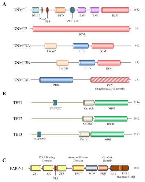 Biomolecules Free Full Text Dna Methylation Malleability And