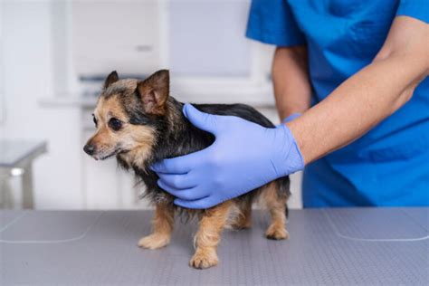 Cachorro se coçando muito Saiba o que pode ser e o que fazer Dicas