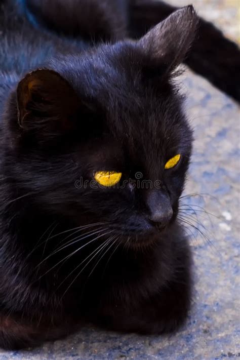 Gato Preto Peludo Olhos Amarelos Foto De Stock Imagem De Retrato