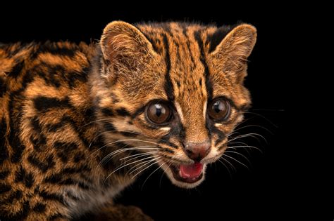 Federally Endangered Margay Leopardus Wiedii Pirrensis Joel Sartore