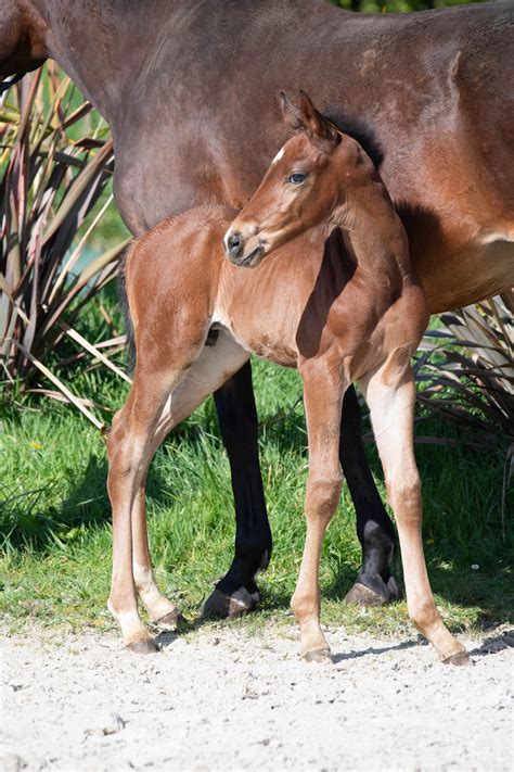 Chacco x Noumea Béligneux le haras