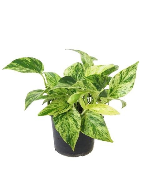 Scindapsus aureus ‘Marble Queen’ 5″ pot – Rimba Garden Central