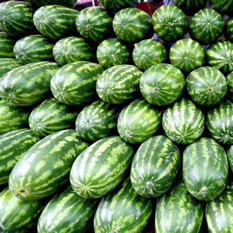 «Producer» - Organic Watermelon Seeds - Shipping is free for orders ...