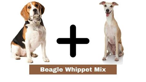 Beagle Whippet Mix (Characteristics, Temperament, and Care)