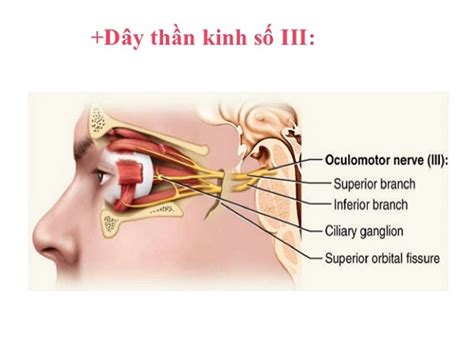 Dây Thần Kinh Số 3 Là Gì Tìm Hiểu Chức Năng Triệu Chứng và Điều Trị