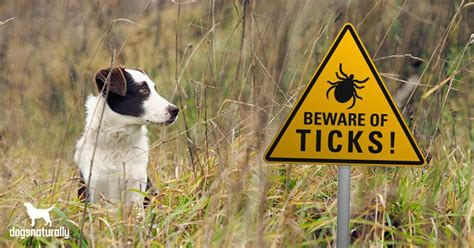 Lyme Disease In Dogs: What Your Vet Isn’t Telling You - Dogs Naturally