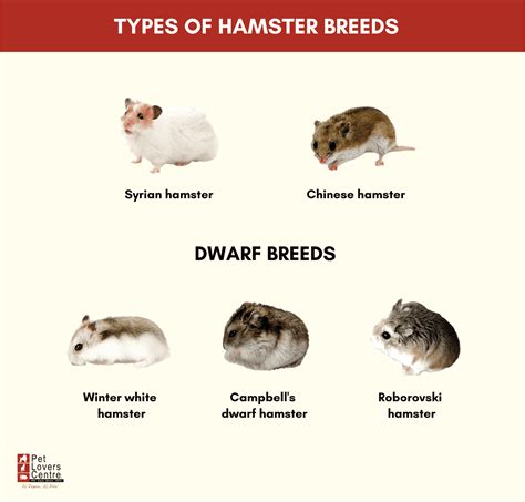 5 Types of Hamster Breeds: Personality Traits + Care Tips