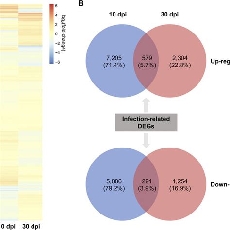 Differentially Expressed Genes Degs Between Inoculated And