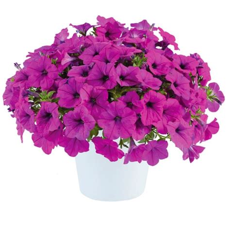 Петуния - Горшечные - Каталог - Pitomnik-Kolos.ru