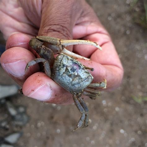 Atlantic Sand Fiddler Crab Leptuca Pugilator Crab Fiddler Crab