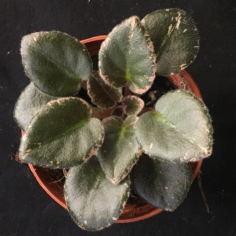 Small Varieties Appalachian Violets