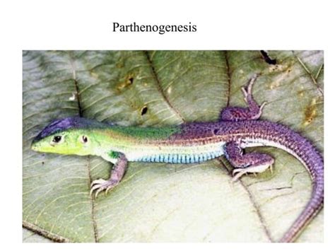 SEX CHROMOSOMES And Sex Determination Pp PPT