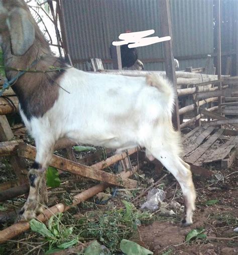 Kambing Peranakan Etawa Pe Jantan Di Semarang Hanya Juta