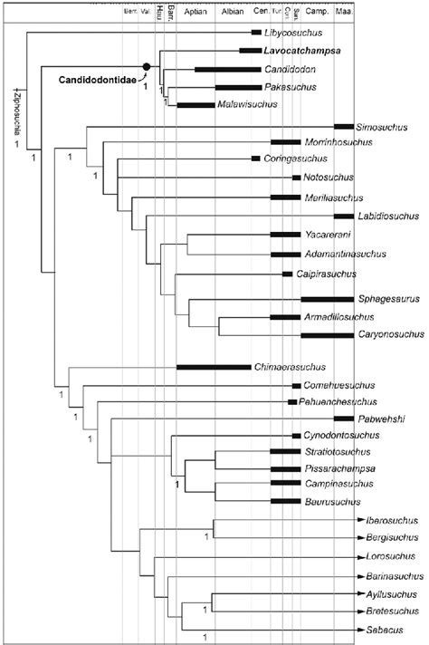 Phylogenetic Hypothesis From This Work Placing Lavocatchampsa