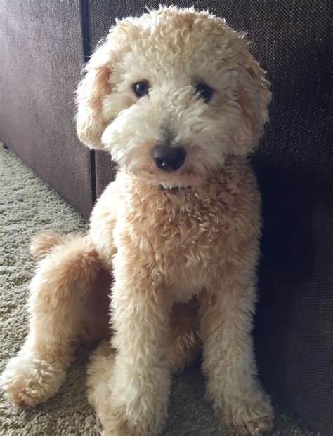 Toy Goldendoodle Goldendoodle Cutest Dog Ever