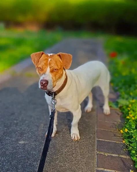 Jack Russell Pitbull Mix Breed Info Pictures Traits And Facts