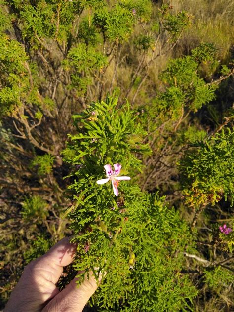 Rasp Leaf Pelargonium From Kouga South Africa On July At