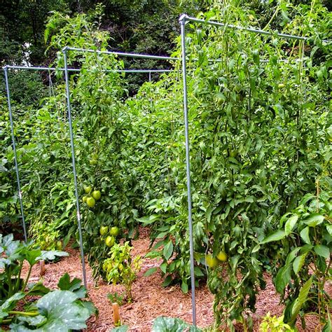Выращивание томатов на шпалере | Garden, Trellis, Backyard