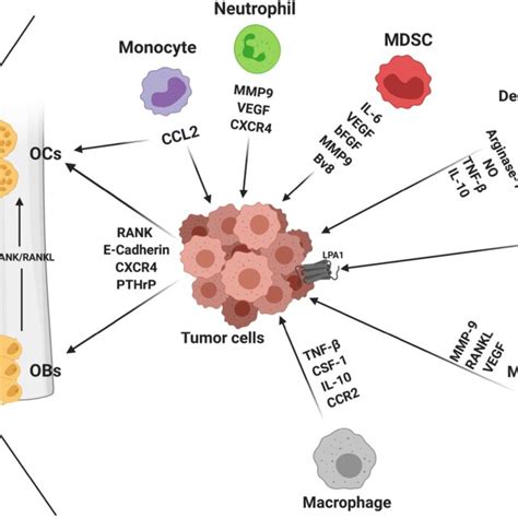 The Impact Of Bone Marrow Myeloid Immune Cells On Tumors In The Bone