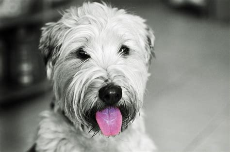 Terrier Breeds – What Are The Most Popular Feisty Dogs
