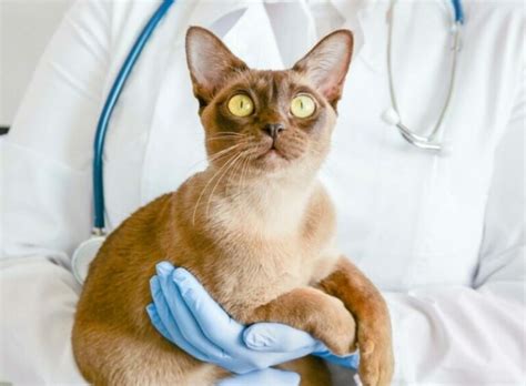 Feline Hepatic Lipidosis - Fatty Liver Disease in Cats: Signs, Causes ...