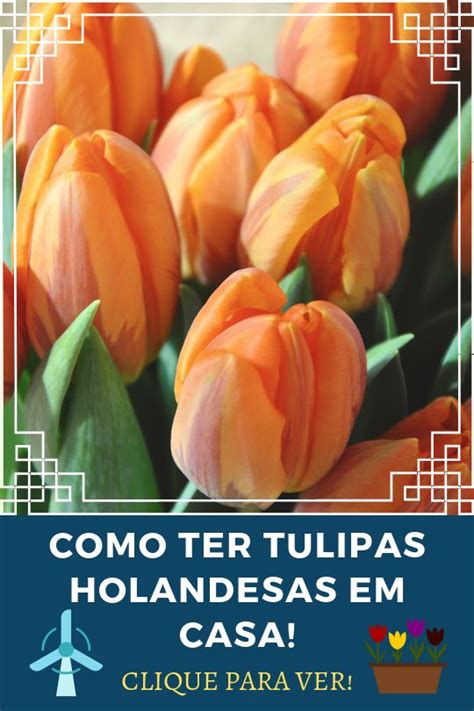 Como Cuidar De Tulipas Tulips Flowers Edible