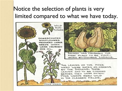 Woodland Period Ppt