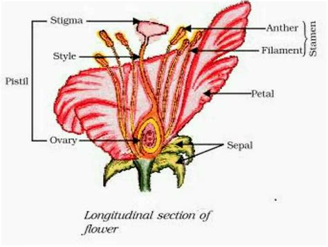 Labelled Diagram Of Longitudinal Section Of A Flower Edurev Class 10 Question