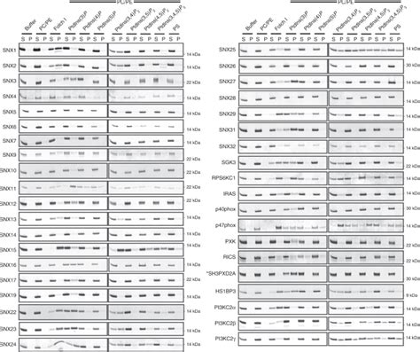 Classification Of The Human Phox Homology PX Domains Based On Their