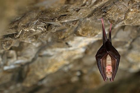 10 Animals Who Hibernate - WorldAtlas