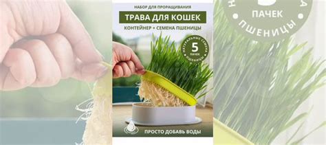 Набор для проращивания пшеницы (трава для кошек) купить в Москве ...