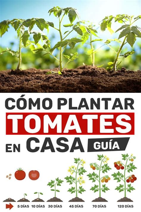 C Mo Plantar Tomates En Casa Gu A Consejos Como Plantar Tomate