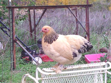 Trouble My Beautiful Brahma Bantam Backyard Chickens Learn How To