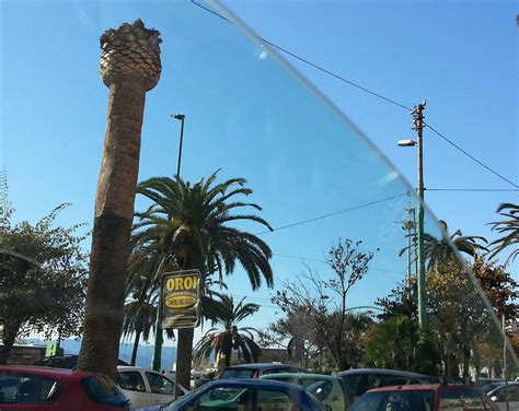 Il Punteruolo Rosso Uccide Anche Le Palme Di Via Roma Foto Denuncia