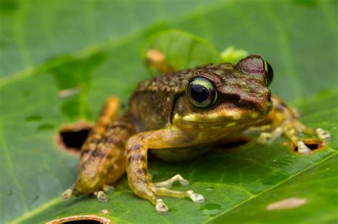 Premium Photo Close Up Of Frog On Leaves