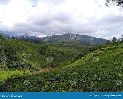 Indonesia 2022 Photo Of A Tea Garden That Stretches Beautifully Stock