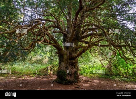 Yew Tree In The Ancient Kingley Vale Yew Forest With Trees Estimated Up